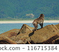 A monkey standing on a cliff by the countryside 116715384