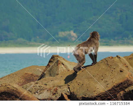 一隻猴子站在鄉村海邊的碼頭上 116715384