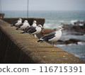Seagulls lining the breakwater 116715391