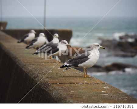 Seagulls lining the breakwater 116715391