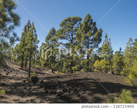 Volcanic landscape at Chinyero volcano circular hiking trail. Black ground of lava ash and rock, green endemic Canary island pines, atlantic ocean and clear blue sky. Tenerife, Spain Volcanic landscape at Chinyero volcano circular hiking trail. Black ground of lava ash and rock, green endemic Canary island pines, atlantic ocean and clear blue sky. Tenerife, Spain 116715409