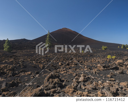 View of black and red cone of Chinyero volcano. Volcanic landscape at Chinyero hiking trail loop. Lava ash, rocks, green endemic Canary island pines and clear blue sky. Tenerife, Spain. Vivid colors. View of black and red cone of Chinyero volcano. Volcanic landscape at Chinyero hiking trail loop. Lava ash, rocks, green endemic Canary island pines and clear blue sky. Tenerife, Spain. Vivid colors. 116715412