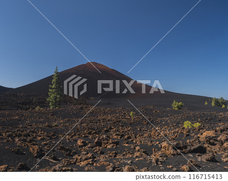 View of black and red cone of Chinyero volcano. Volcanic landscape at Chinyero hiking trail loop. Lava ash, rocks, green endemic Canary island pines and clear blue sky. Tenerife, Spain. Vivid colors. 116715413