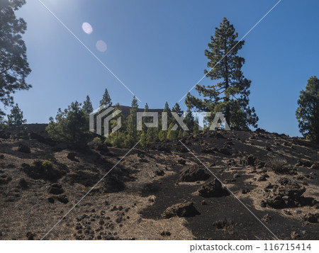 Volcanic landscape at Chinyero volcano circular hiking trail. Black ground of lava ash and rock, green endemic Canary island pines, atlantic ocean and clear blue sky. Tenerife, Spain Volcanic landscape at Chinyero volcano circular hiking trail. Black ground of lava ash and rock, green endemic Canary island pines, atlantic ocean and clear blue sky. Tenerife, Spain 116715414