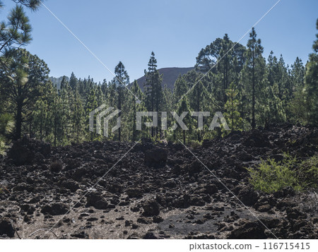 Volcanic landscape at Chinyero volcano circular hiking trail. Black ground of lava ash and rock, green endemic Canary island pines, atlantic ocean and clear blue sky. Tenerife, Spain Volcanic landscape at Chinyero volcano circular hiking trail. Black ground of lava ash and rock, green endemic Canary island pines, atlantic ocean and clear blue sky. Tenerife, Spain 116715415