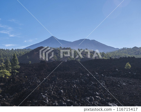 Volcanic landscape at Chinyero circular hiking trail. Black ground of lava rocks, green endemic Canary island pines, clear blue sky. and view of Pico del Teide volcano. Tenerife, Spain Volcanic landscape at Chinyero circular hiking trail. Black ground of lava rocks, green endemic Canary island pines, clear blue sky. and view of Pico del Teide volcano. Tenerife, Spain 116715417
