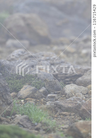 Ptarmigan Ptarmigan 116715429