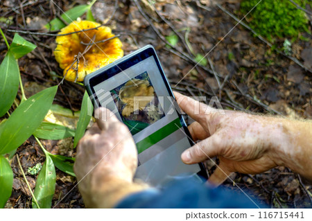 Man looks through mobile app trying to recognize mushroom in woods. Close-up of hands with vitiligo. Copy space 116715441