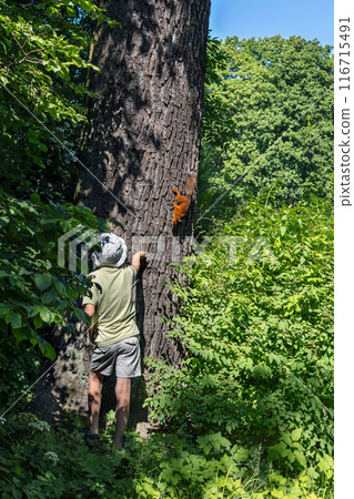 Child feeds squirrel in tree in forest on hot sunny summer day 116715491