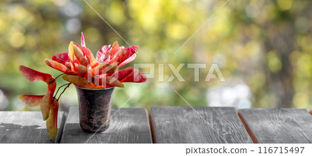 Red maple seeds in small vase on wooden table on fall background. Autumn banner. Copy space, text space, template, layout, mockup Red maple seeds in small vase on wooden table on fall background. Autumn banner. Copy space, text space, template, layout, mockup 116715497