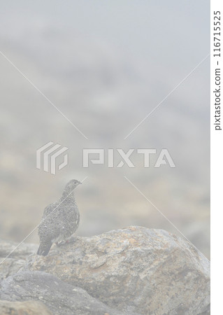 Ptarmigan 116715525