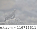 松雞 116715611