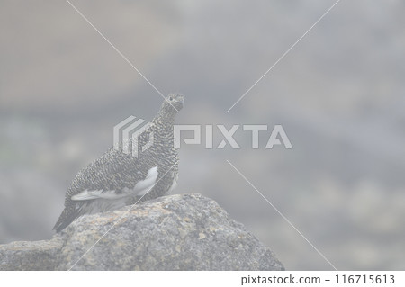 Ptarmigan Ptarmigan 116715613