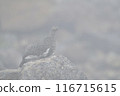 松雞 116715615