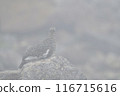 松雞 116715616
