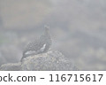 松雞 116715617