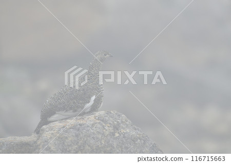 Ptarmigan Ptarmigan 116715663
