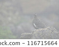 松雞 116715664