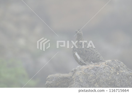 Ptarmigan Ptarmigan 116715664