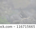 松雞 116715665