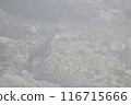 松雞 116715666