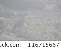 松雞 116715667