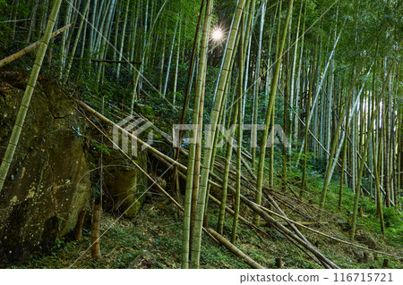 Abandoned bamboo grove image 116715721
