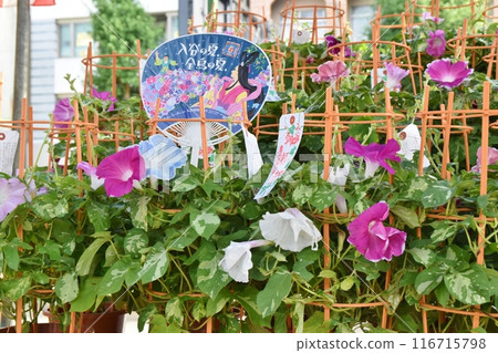 Sunny morning at Iriya Morning Glory Market, Tokyo Sunny morning at Iriya Morning Glory Market, Tokyo 116715798