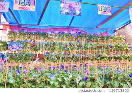 Sunny morning at Iriya Morning Glory Market, Tokyo Sunny morning at Iriya Morning Glory Market, Tokyo 116715803