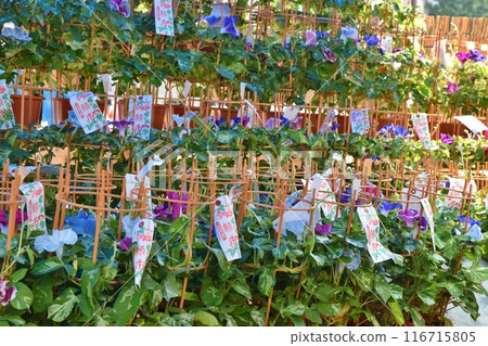 Sunny morning at Iriya Morning Glory Market, Tokyo 116715805