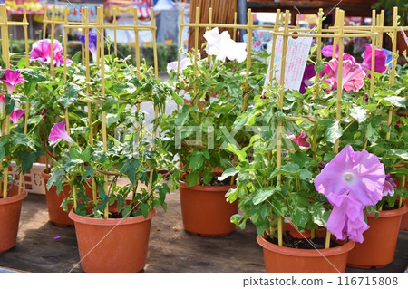 Sunny morning at Iriya Morning Glory Market, Tokyo 116715808