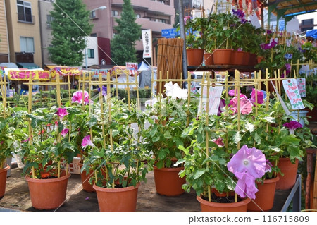 Sunny morning at Iriya Morning Glory Market, Tokyo 116715809