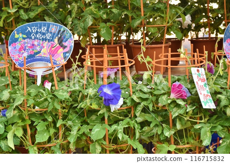 Sunny morning at Iriya Morning Glory Market, Tokyo 116715832