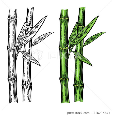 Bamboo trees with leaf. Vintage vector engraving 116715875