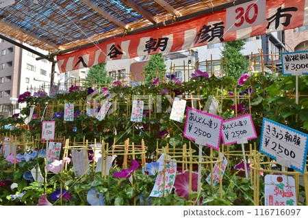 陽光明媚的早晨,東京入谷朝顏市 陽光明媚的早晨,東京入谷朝顏市 116716097