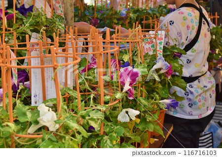 Sunny morning at Iriya Morning Glory Market, Tokyo 116716103