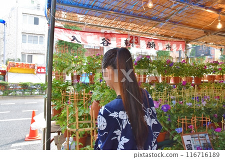 陽光明媚的早晨,東京入谷朝顏市 陽光明媚的早晨,東京入谷朝顏市 116716189