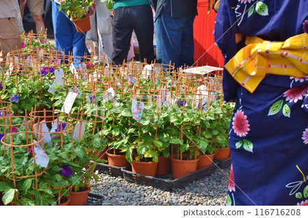 Sunny morning at Iriya Morning Glory Market, Tokyo 116716208