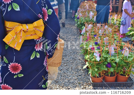陽光明媚的早晨,東京入谷朝顏市 陽光明媚的早晨,東京入谷朝顏市 116716209