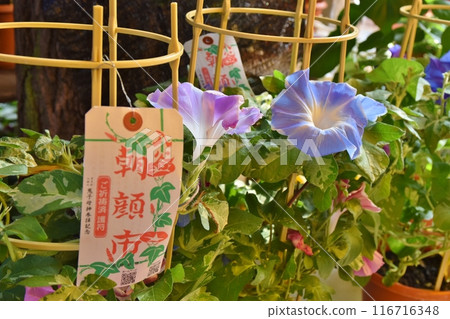 東京都朝顏市入谷的牽牛花 116716348