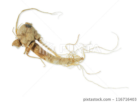 Isolated ginseng cut out on white background. Isolated ginseng cut out on white background. 116716403