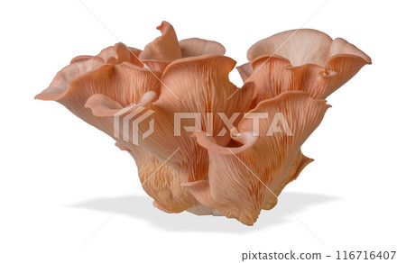 Isolated pink oyster mushroom cut out on white background. 116716407