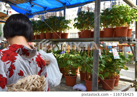 Sunny morning at Iriya Morning Glory Market, Tokyo 116716425