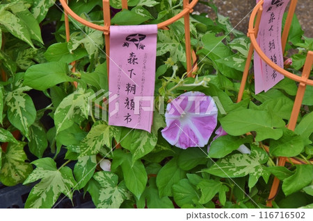 東京都朝顏市森下的牽牛花 116716502