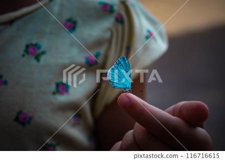 Butterfly close-up. A blue butterfly sits on a childs hand. 116716615