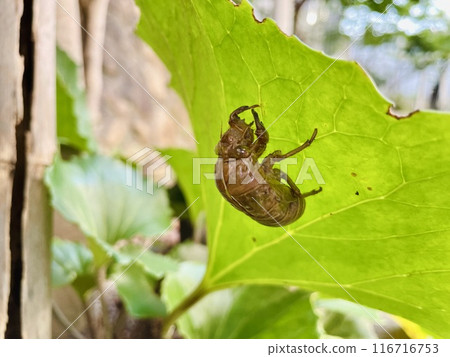蜂鬥葉背面夾住的蟬殼 116716753