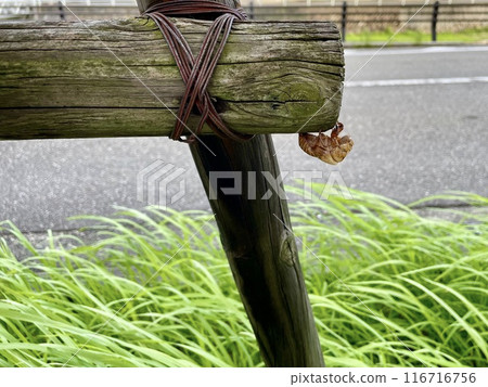 Cicada shell hanging from a log Cicada shell hanging from a log 116716756