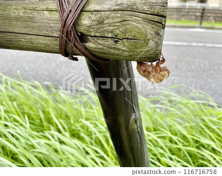 蟬殼緊貼在一根圓木上 116716758