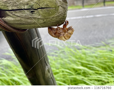 蟬殼緊貼在一根圓木上 116716760