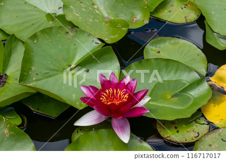 A red and white flower is floating on top of a pond 116717017